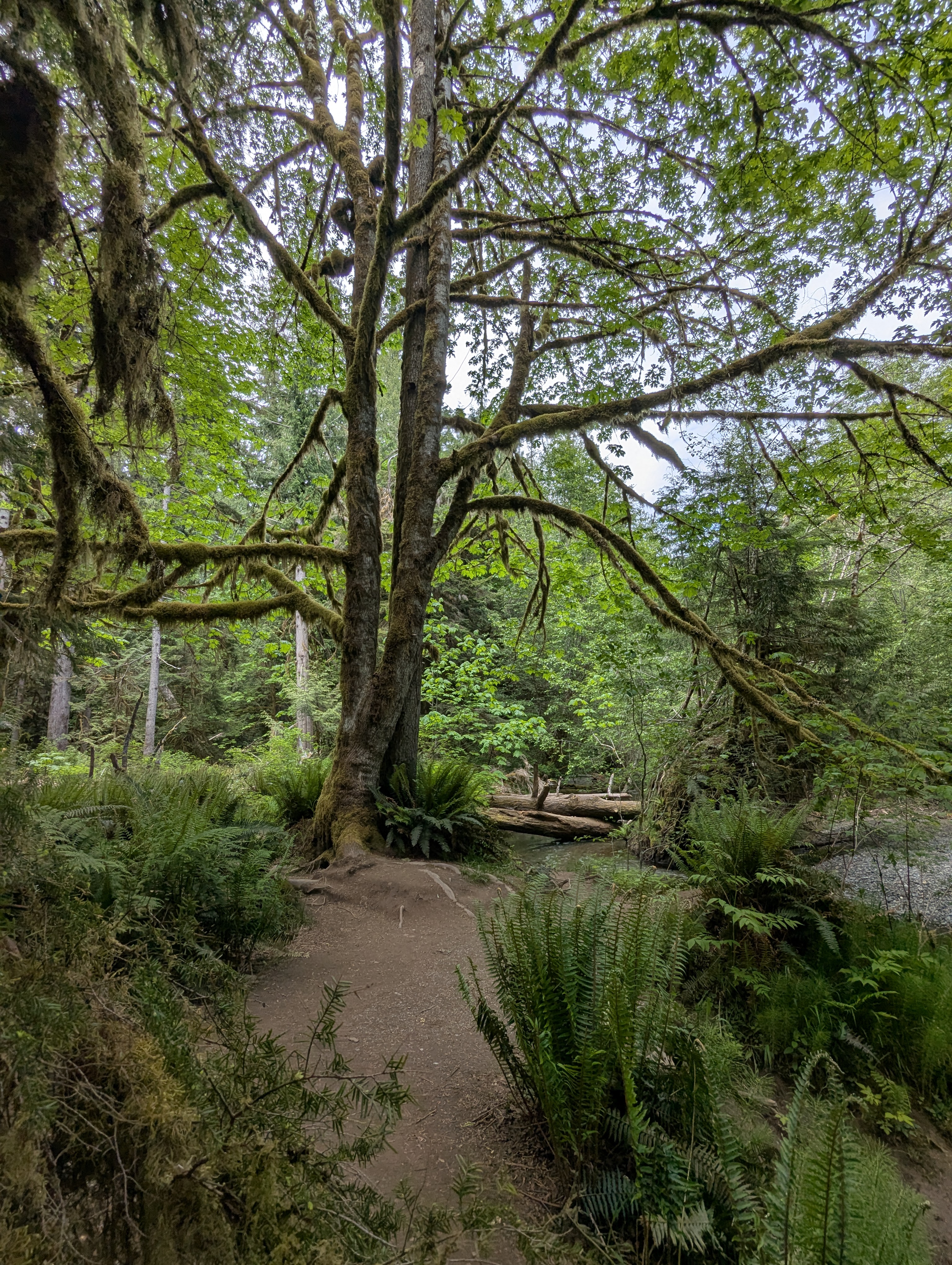 Birthday Trip to Canada, Cathedral Grove, Vancouver Island
